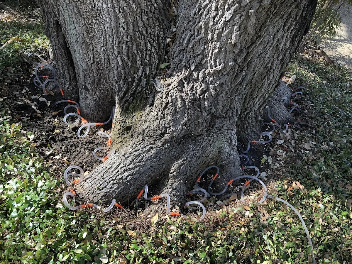 Detailed Tree Cabling and Bracing job site in Gassaway
