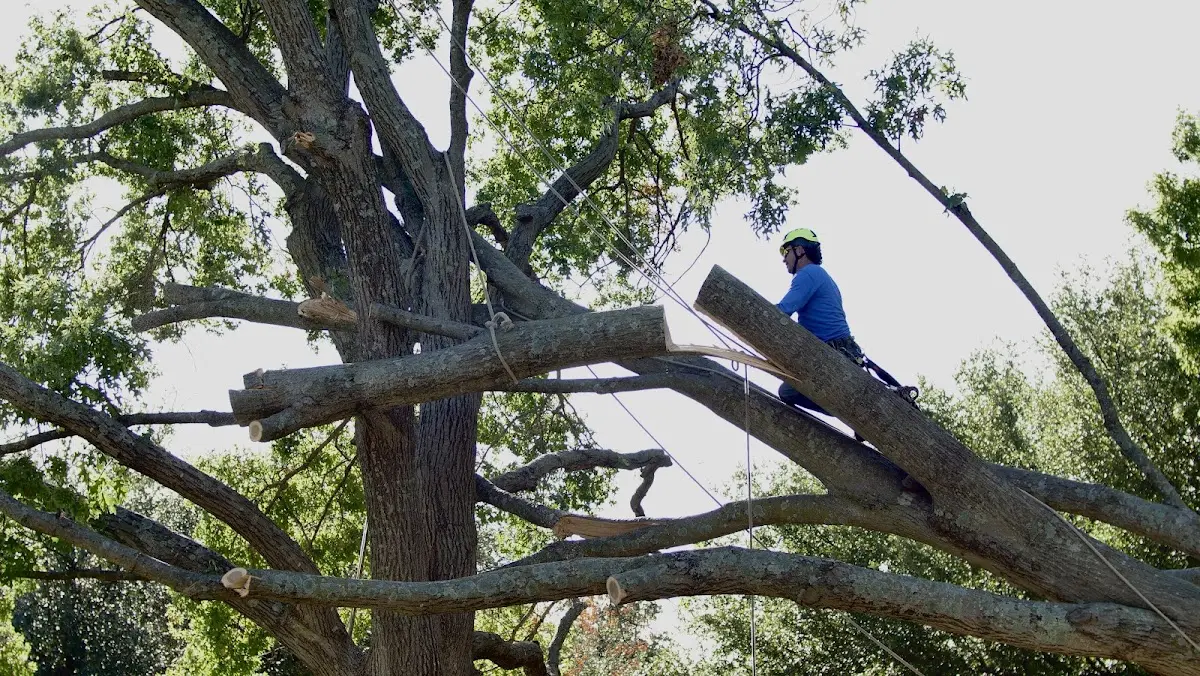 Professional Crown Thinning performed by certified arborists in Gassaway